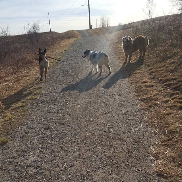 Here are some happy dawgs!!! #sunshine #summer #dogs #packwalks #dogwalker #nwcalgary #yyc