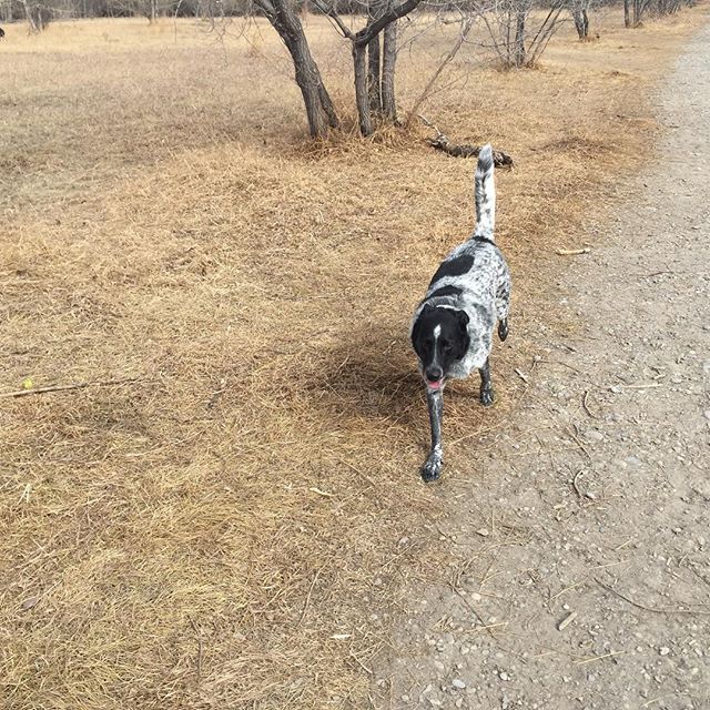Here are some happy dawgs!!! #sunshine #summer #dogs #packwalks #dogwalker #nwcalgary #yyc
