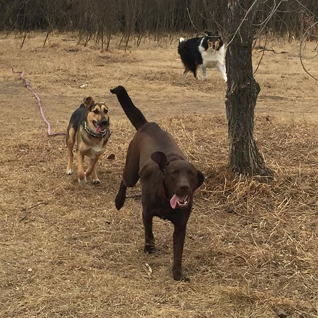 Here are some happy dawgs!!! #sunshine #summer #dogs #packwalks #dogwalker #nwcalgary #yyc