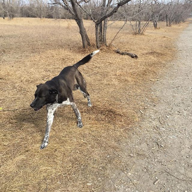 Here are some happy dawgs!!! #sunshine #summer #dogs #packwalks #dogwalker #nwcalgary #yyc