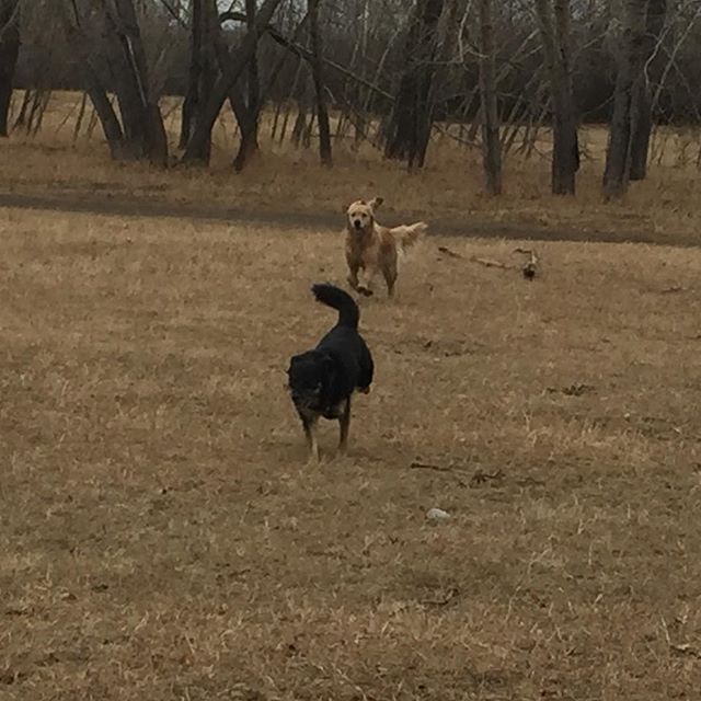 Here are some happy dawgs!!! #sunshine #summer #dogs #packwalks #dogwalker #nwcalgary #yyc