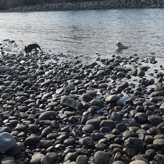 Here are some happy dawgs!!! #sunshine #summer #dogs #packwalks #dogwalker #nwcalgary #yyc