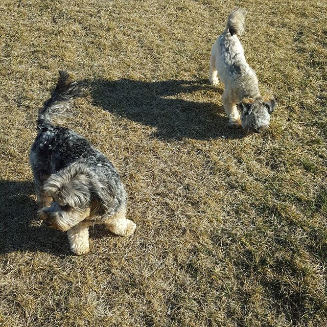 Here are some happy dawgs!!! #sunshine #summer #dogs #packwalks #dogwalker #nwcalgary #yyc