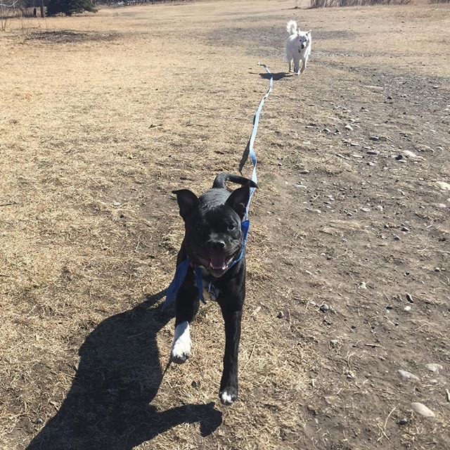 Here are some happy dawgs!!! #sunshine #summer #dogs #packwalks #dogwalker #nwcalgary #yyc