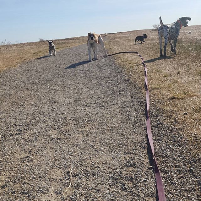 Here are some happy dawgs!!! #sunshine #summer #dogs #packwalks #dogwalker #nwcalgary #yyc