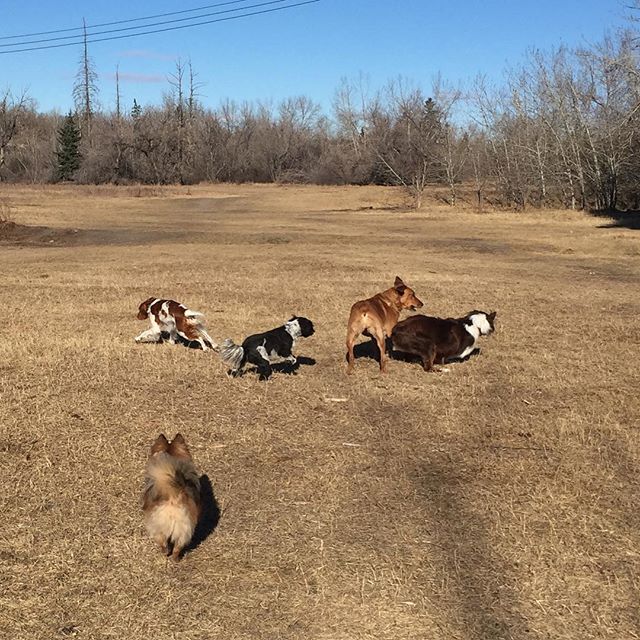 Here are some happy dawgs!!! #sunshine #summer #dogs #packwalks #dogwalker #nwcalgary #yyc