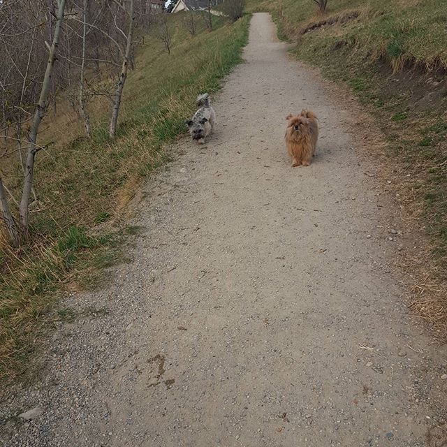 Here are some happy dawgs!!! #sunshine #summer #dogs #packwalks #dogwalker #nwcalgary #yyc