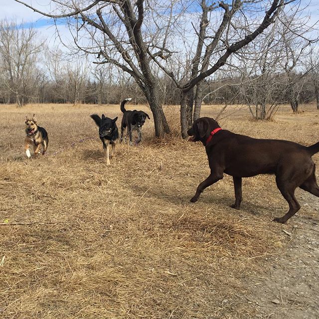 Here are some happy dawgs!!! #sunshine #summer #dogs #packwalks #dogwalker #nwcalgary #yyc