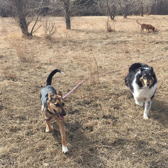 Here are some happy dawgs!!! #sunshine #summer #dogs #packwalks #dogwalker #nwcalgary #yyc