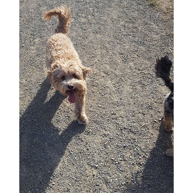 Here are some happy dawgs!!! #sunshine #summer #dogs #packwalks #dogwalker #nwcalgary #yyc
