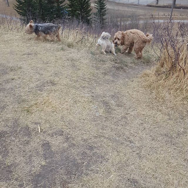 Here are some happy dawgs!!! #sunshine #summer #dogs #packwalks #dogwalker #nwcalgary #yyc