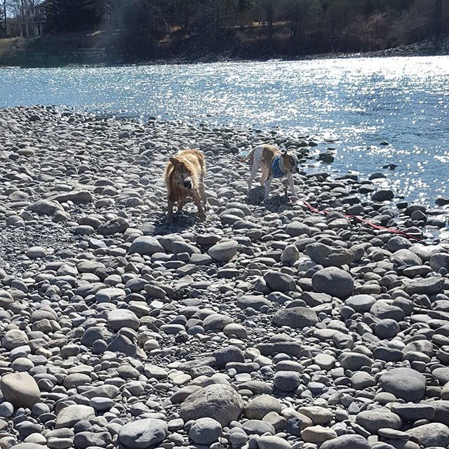 Here are some happy dawgs!!! #sunshine #summer #dogs #packwalks #dogwalker #nwcalgary #yyc