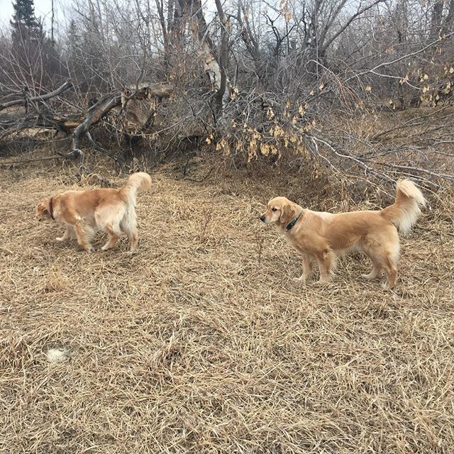 Here are some happy dawgs!!! #sunshine #summer #dogs #packwalks #dogwalker #nwcalgary #yyc