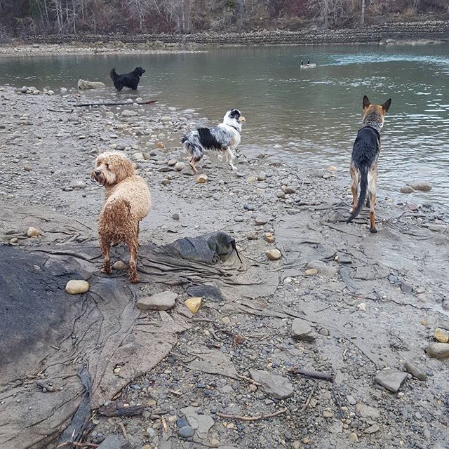 Here are some happy dawgs!!! #sunshine #summer #dogs #packwalks #dogwalker #nwcalgary #yyc