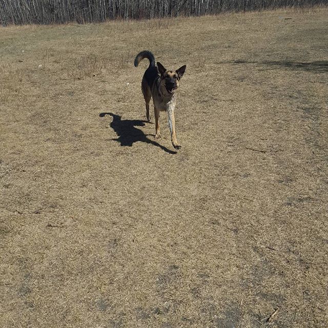 Here are some happy dawgs!!! #sunshine #summer #dogs #packwalks #dogwalker #nwcalgary #yyc