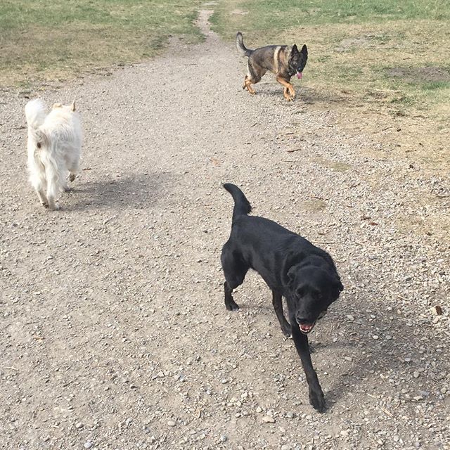 Here are some happy dawgs!!! #sunshine #summer #dogs #packwalks #dogwalker #nwcalgary #yyc