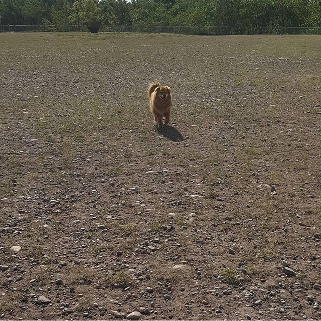 Here are some happy dawgs!!! #sunshine #summer #dogs #packwalks #dogwalker #nwcalgary #yyc