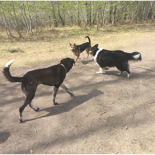 Here are some happy dawgs!!! #sunshine #summer #dogs #packwalks #dogwalker #nwcalgary #yyc