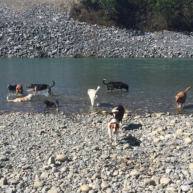 Here are some happy dawgs!!! #sunshine #summer #dogs #packwalks #dogwalker #nwcalgary #yyc