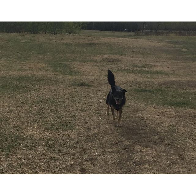 Here are some happy dawgs!!! #sunshine #summer #dogs #packwalks #dogwalker #nwcalgary #yyc