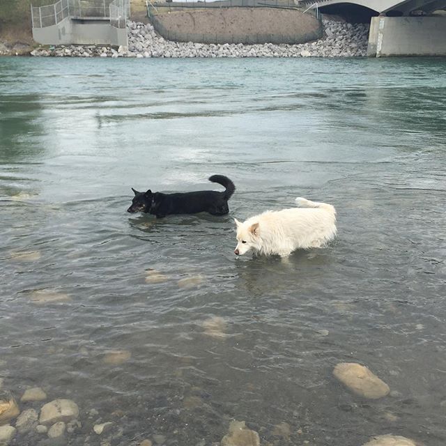 Here are some happy dawgs!!! #sunshine #summer #dogs #packwalks #dogwalker #nwcalgary #yyc