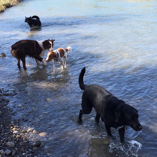 Here are some happy dawgs!!! #sunshine #summer #dogs #packwalks #dogwalker #nwcalgary #yyc