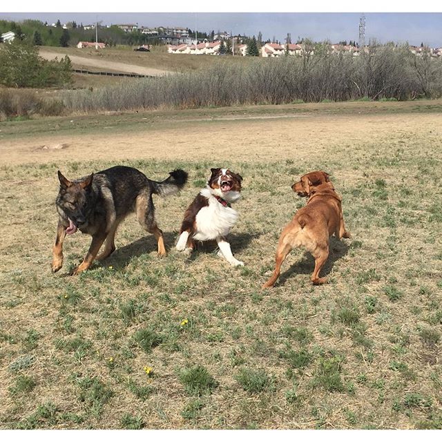 Here are some happy dawgs!!! #sunshine #summer #dogs #packwalks #dogwalker #nwcalgary #yyc