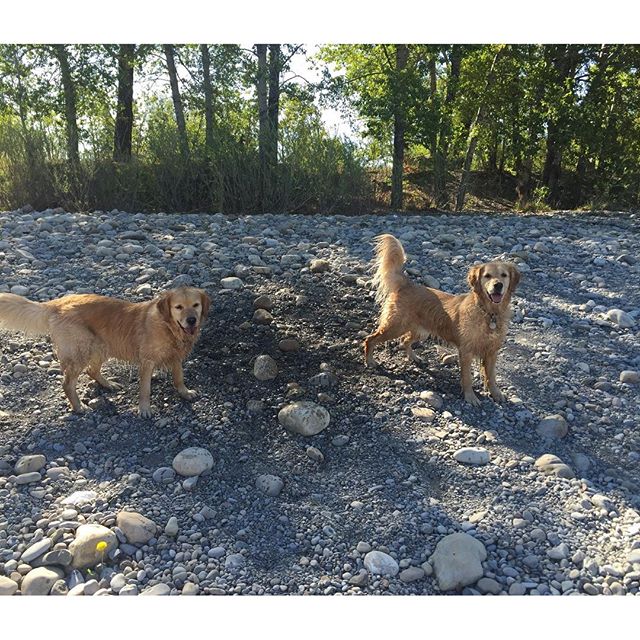 Here are some happy dawgs!!! #sunshine #summer #dogs #packwalks #dogwalker #nwcalgary #yyc