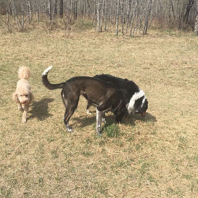 Here are some happy dawgs!!! #sunshine #summer #dogs #packwalks #dogwalker #nwcalgary #yyc