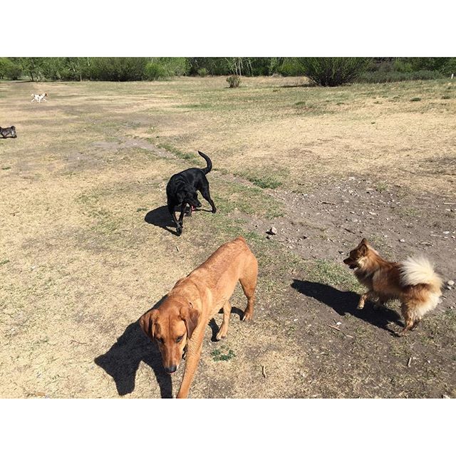 Here are some happy dawgs!!! #sunshine #summer #dogs #packwalks #dogwalker #nwcalgary #yyc