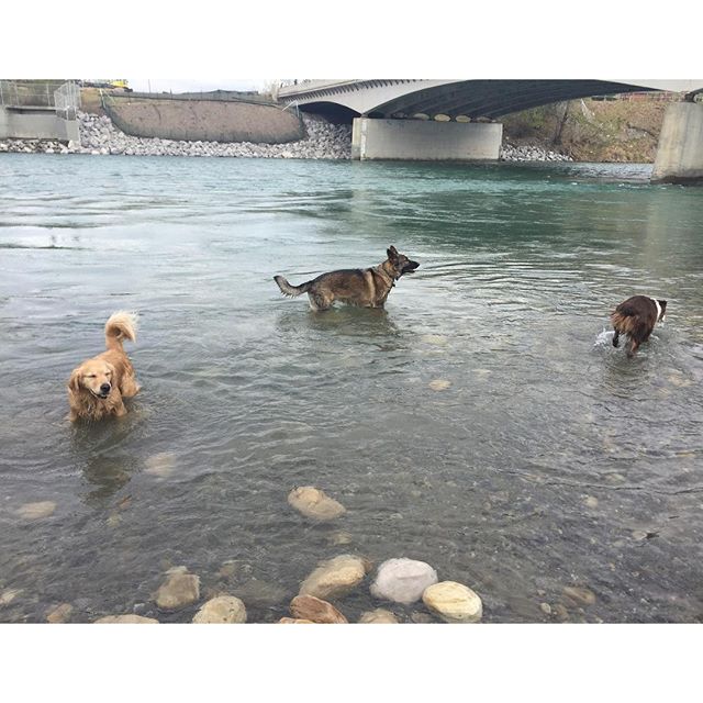 Here are some happy dawgs!!! #sunshine #summer #dogs #packwalks #dogwalker #nwcalgary #yyc
