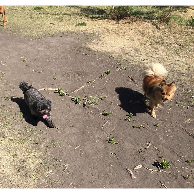 Here are some happy dawgs!!! #sunshine #summer #dogs #packwalks #dogwalker #nwcalgary #yyc