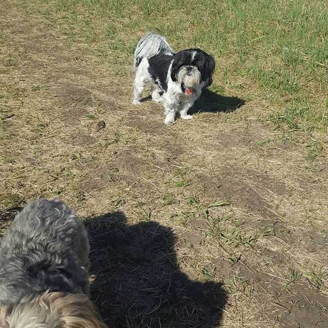 Here are some happy dawgs!!! #sunshine #summer #dogs #packwalks #dogwalker #nwcalgary #yyc