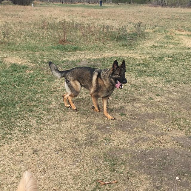 Here are some happy dawgs!!! #sunshine #summer #dogs #packwalks #dogwalker #nwcalgary #yyc