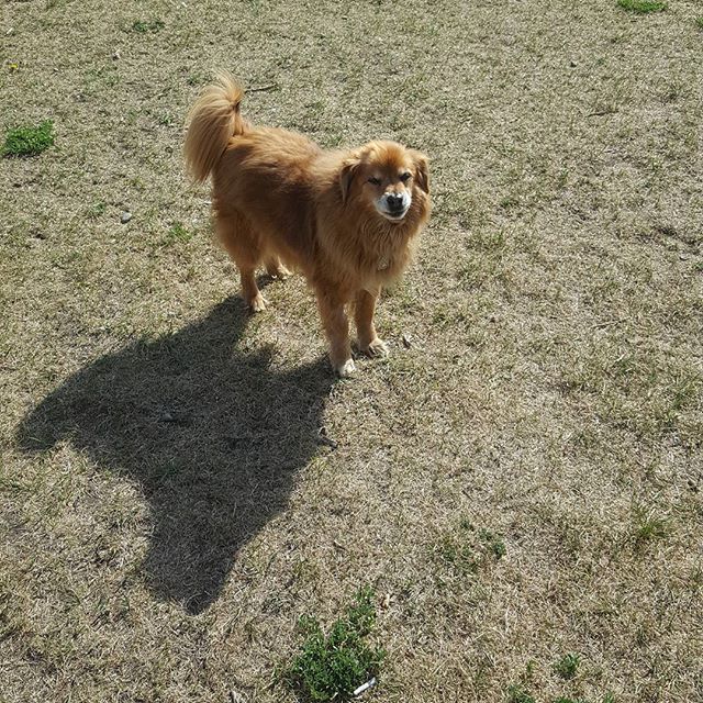 Here are some happy dawgs!!! #sunshine #summer #dogs #packwalks #dogwalker #nwcalgary #yyc