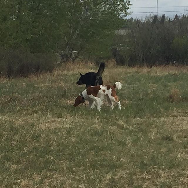 Here are some happy dawgs!!! #sunshine #summer #dogs #packwalks #dogwalker #nwcalgary #yyc
