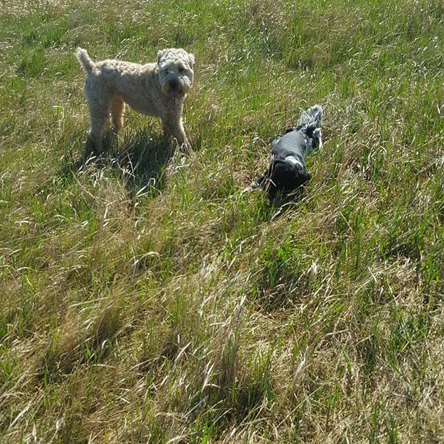 Here are some happy dawgs!!! #sunshine #summer #dogs #packwalks #dogwalker #nwcalgary #yyc