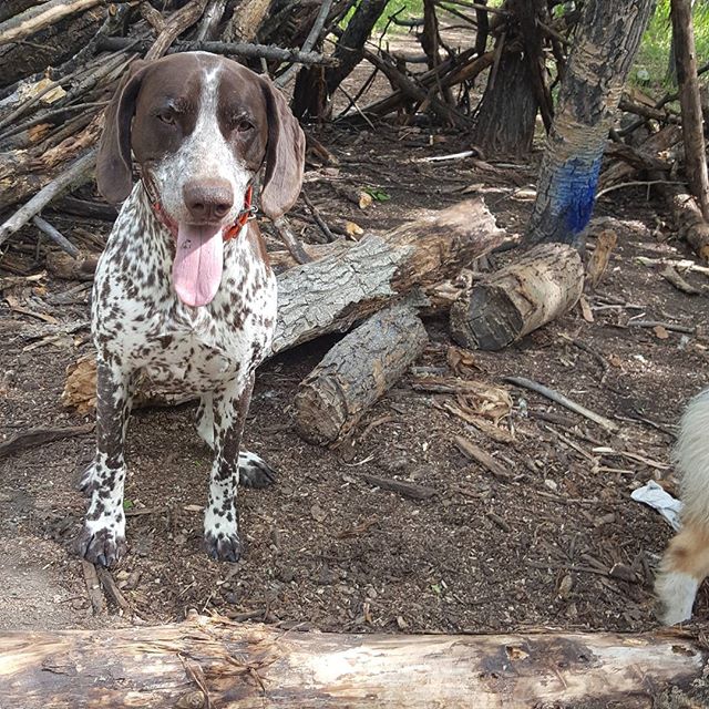 Here are some happy dawgs!!! #sunshine #summer #dogs #packwalks #dogwalker #nwcalgary #yyc