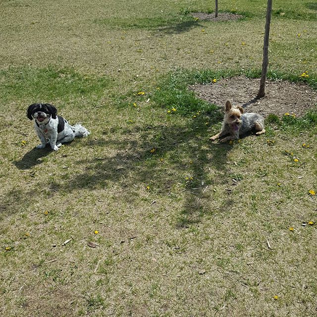 Here are some happy dawgs!!! #sunshine #summer #dogs #packwalks #dogwalker #nwcalgary #yyc