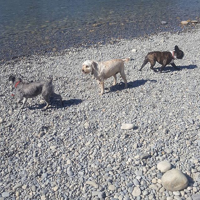 Here are some happy dawgs!!! #sunshine #summer #dogs #packwalks #dogwalker #nwcalgary #yyc