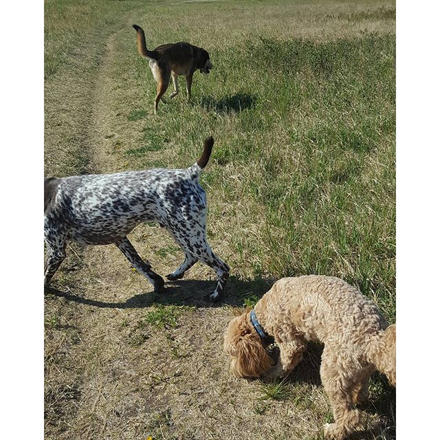 Here are some happy dawgs!!! #sunshine #summer #dogs #packwalks #dogwalker #nwcalgary #yyc