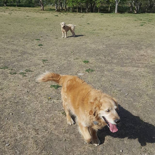 Here are some happy dawgs!!! #sunshine #summer #dogs #packwalks #dogwalker #nwcalgary #yyc