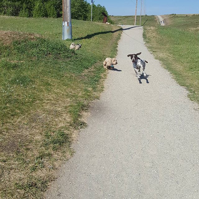 Here are some happy dawgs!!! #sunshine #summer #dogs #packwalks #dogwalker #nwcalgary #yyc