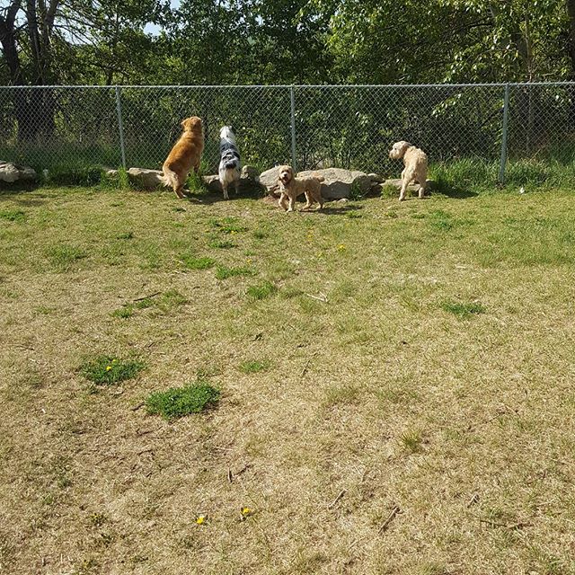 Here are some happy dawgs!!! #sunshine #summer #dogs #packwalks #dogwalker #nwcalgary #yyc