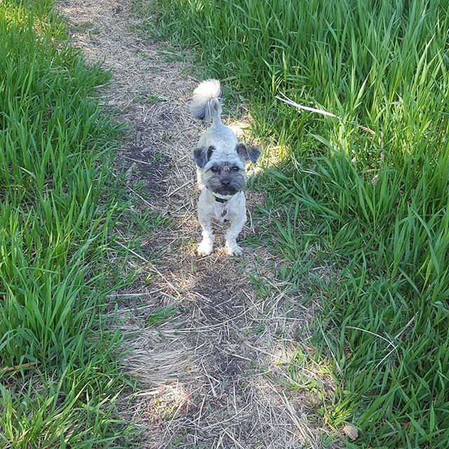 Here are some happy dawgs!!! #sunshine #summer #dogs #packwalks #dogwalker #nwcalgary #yyc