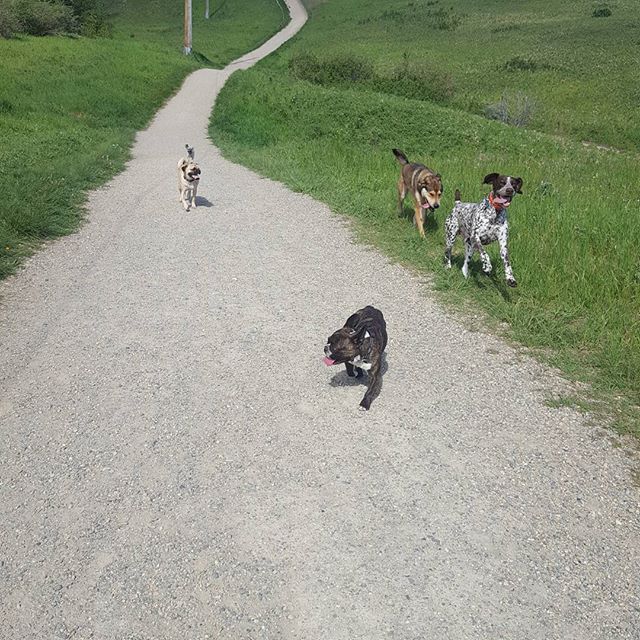Here are some happy dawgs!!! #sunshine #summer #dogs #packwalks #dogwalker #nwcalgary #yyc