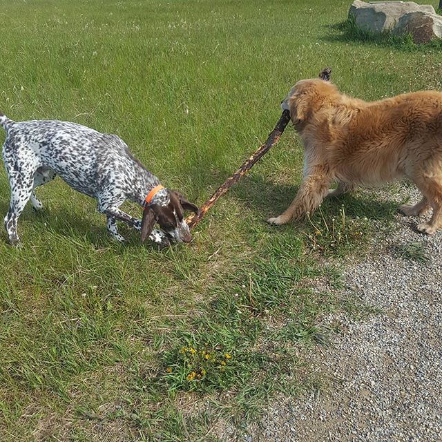 Here are some happy dawgs!!! #sunshine #summer #dogs #packwalks #dogwalker #nwcalgary #yyc