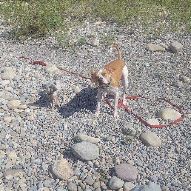 Here are some happy dawgs!!! #sunshine #summer #dogs #packwalks #dogwalker #nwcalgary #yyc