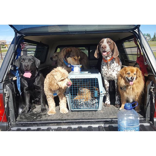 Here are some happy dawgs!!! #sunshine #summer #dogs #packwalks #dogwalker #nwcalgary #yyc