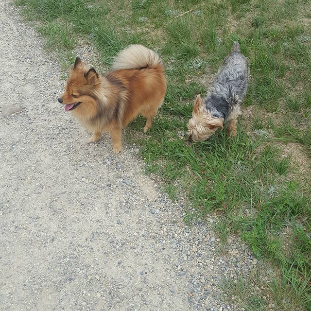 Here are some happy dawgs!!! #sunshine #summer #dogs #packwalks #dogwalker #nwcalgary #yyc